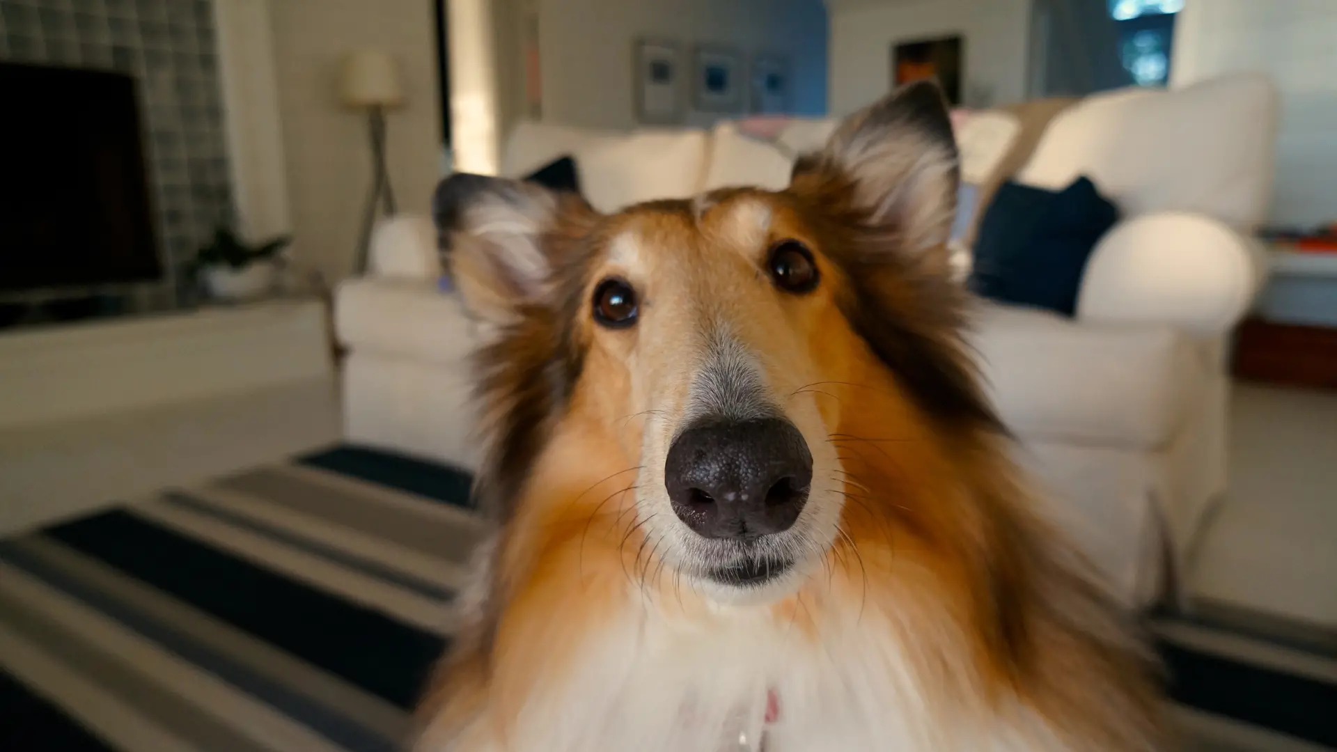 Help your pet stay calm during fireworks