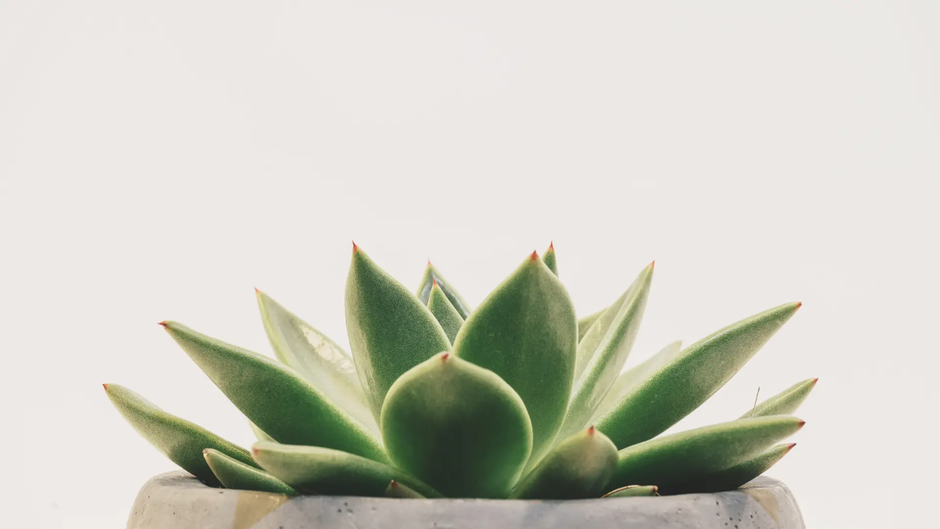succulents