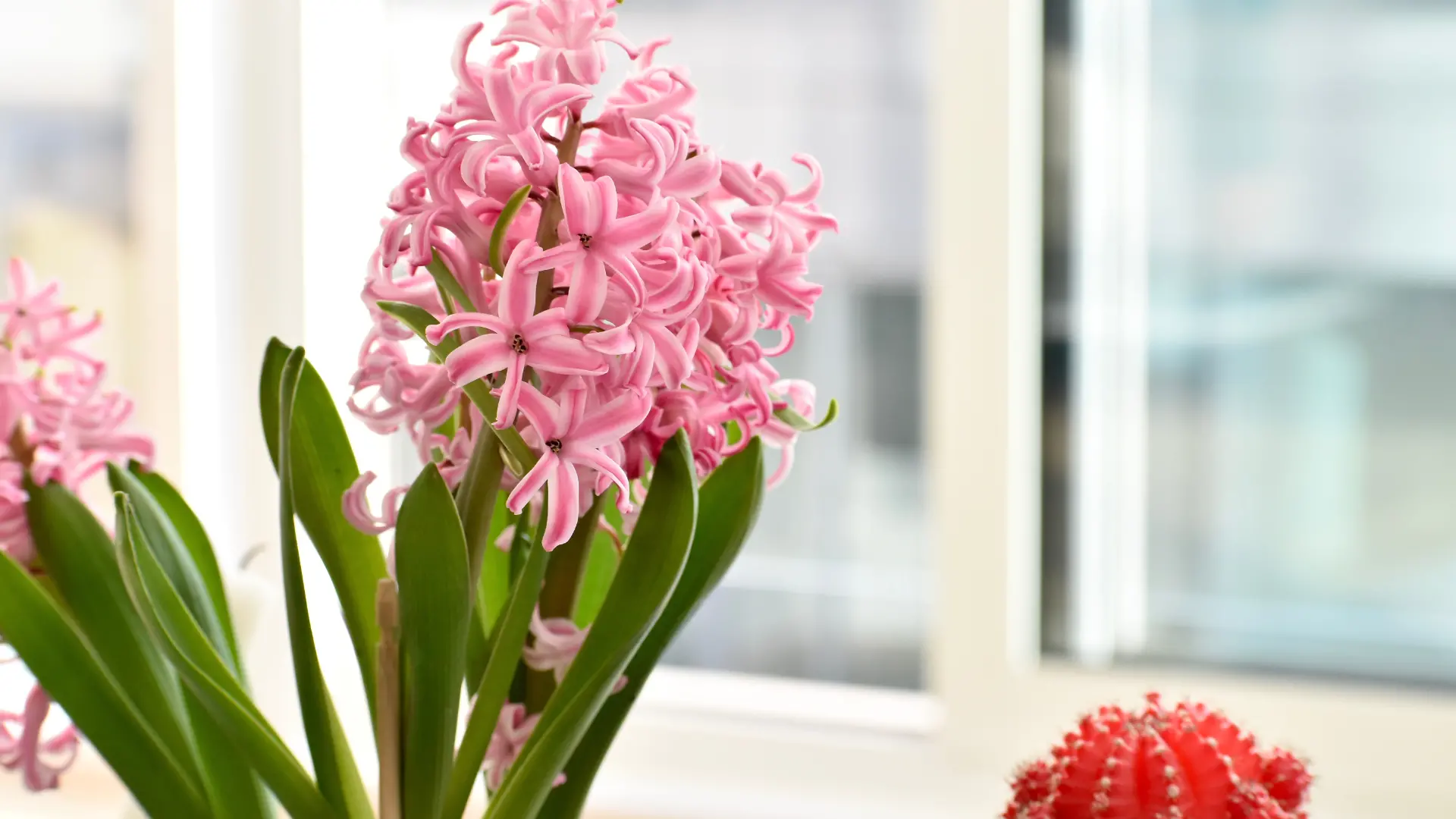 type of flowers