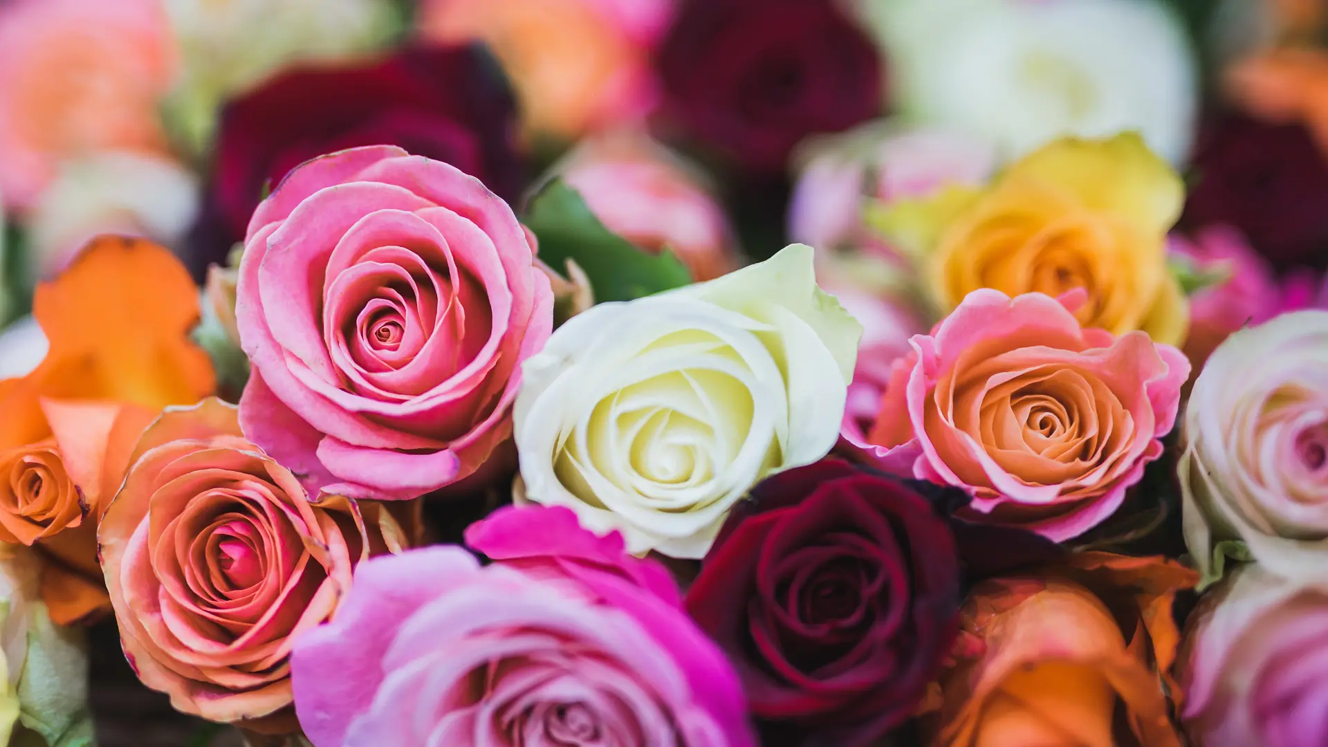 type of flowers