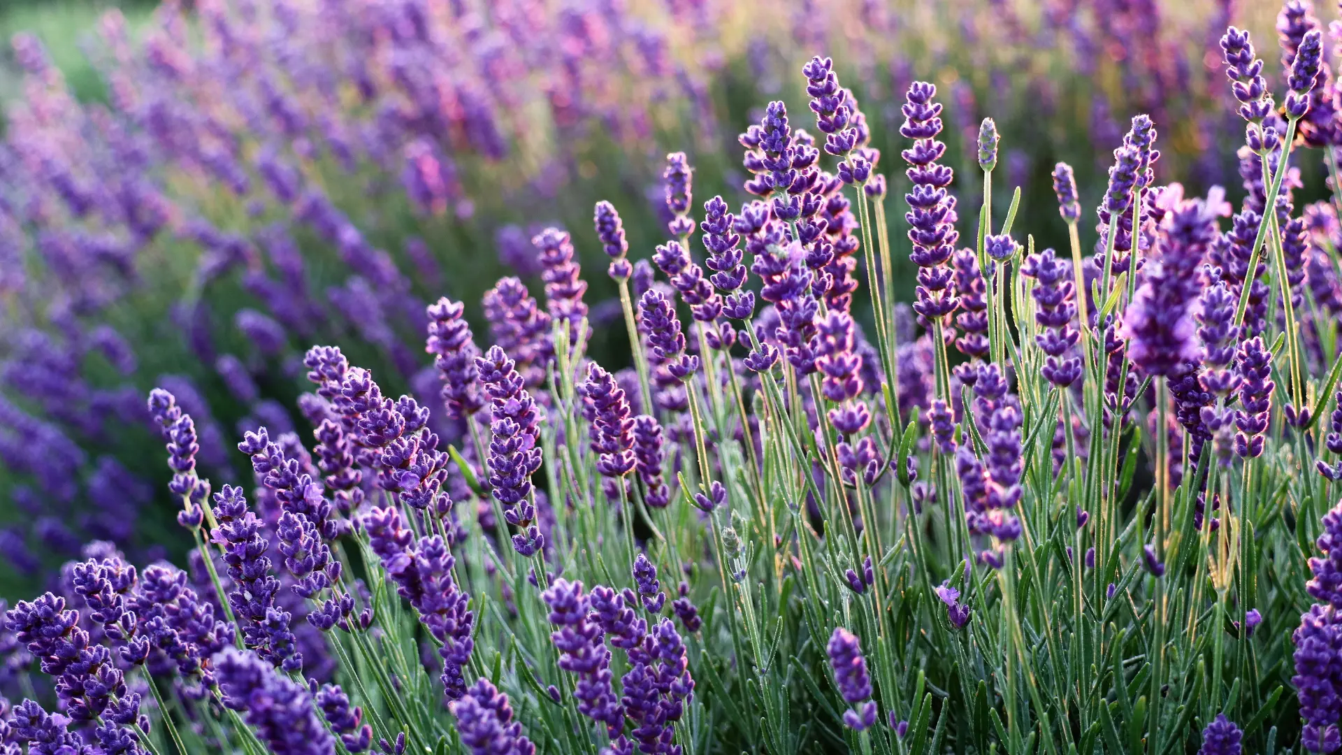 type flowers
