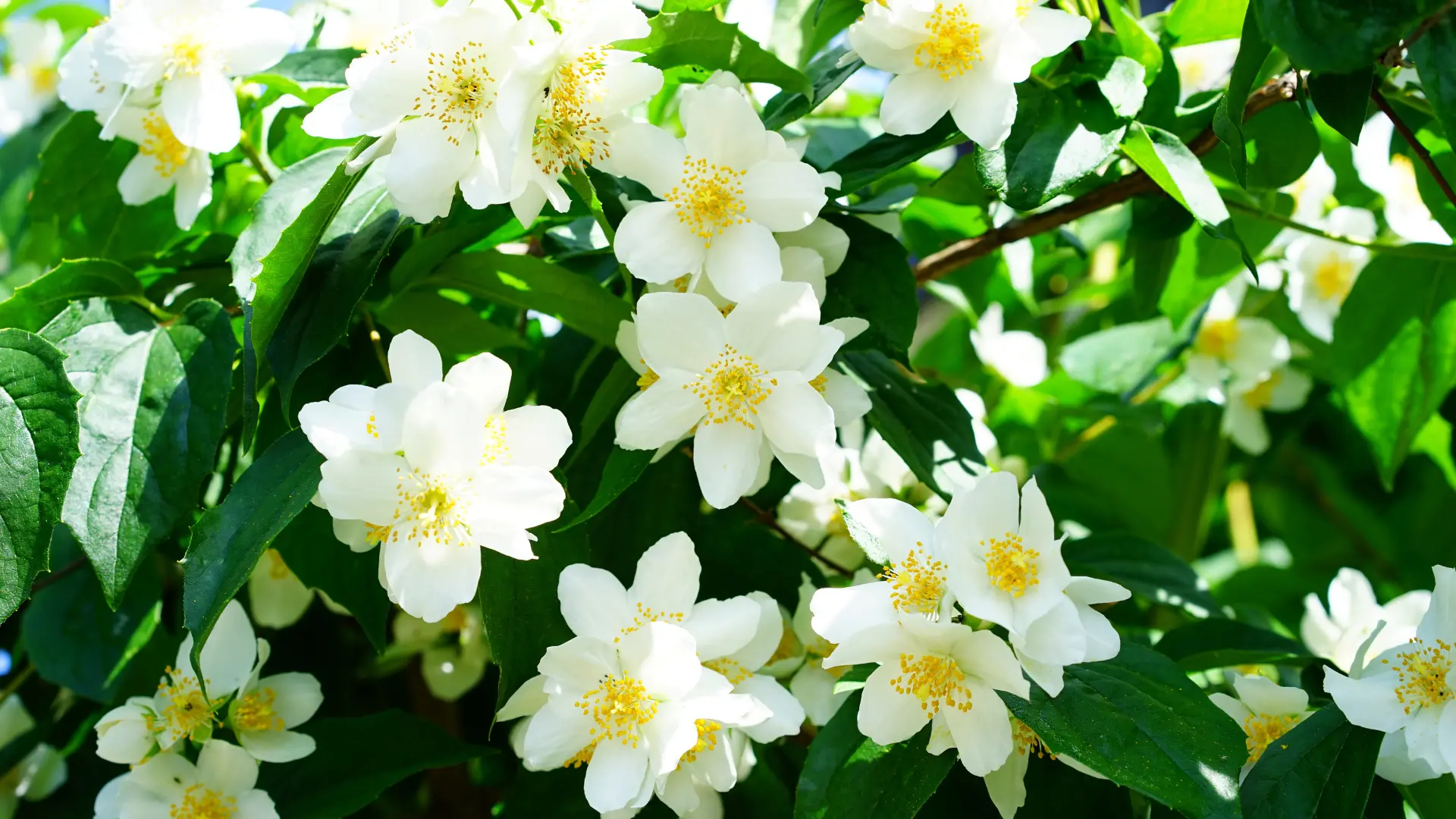 type flowers