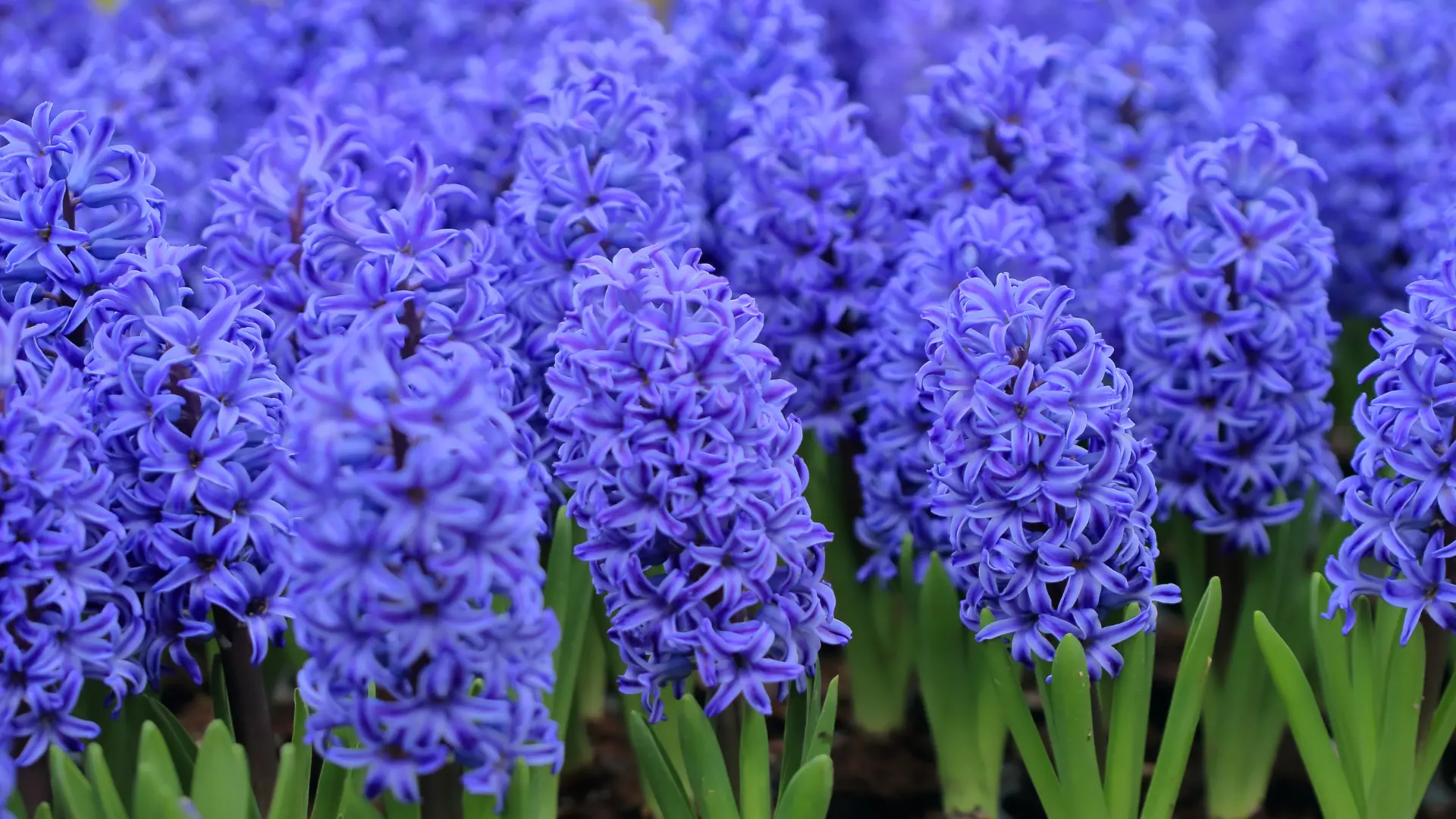 type flowers
