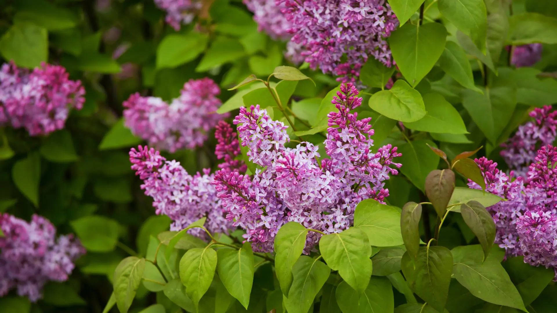 type flowers