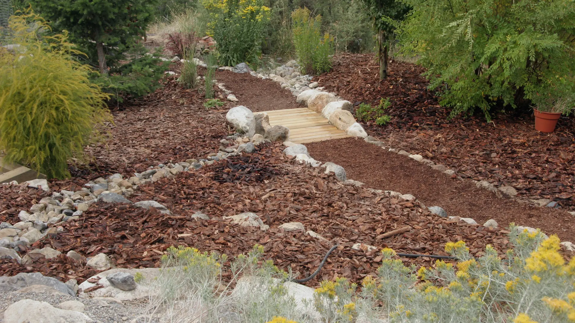 xeriscaping backyard