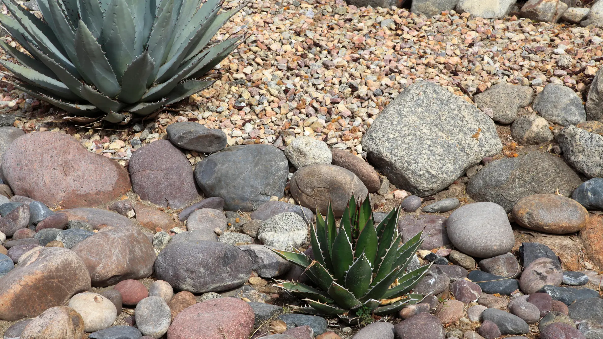 Small agave plants surrounded by rounded stones, gravel and larger rock accents.