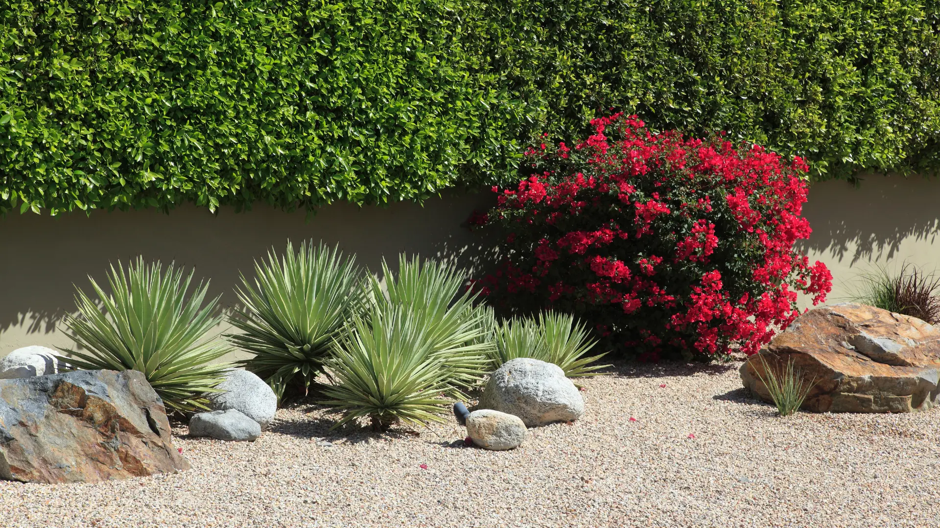 Spiky ornamental plants and a red-flowering shrub growing in a gravel garden with large rocks.