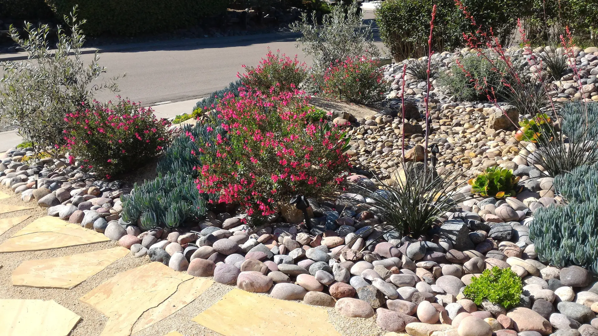 Flowering shrubs and ornamental plants in a stone-covered garden bed beside a paved walkway.