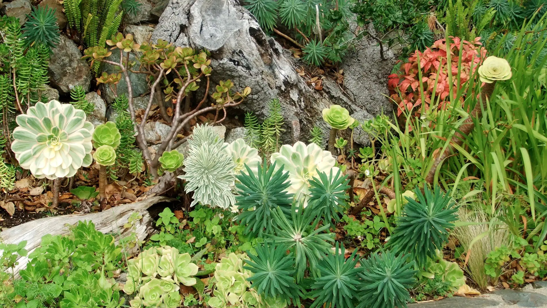 A rockery planted with succulents, leafy plants and small flowers.