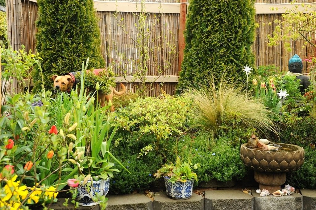 Lush garden screened by a bamboo fence and tall shrubs
